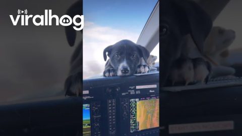 Cute Puppy Relaxing on the Flight Deck of a Plane || ViralHog
