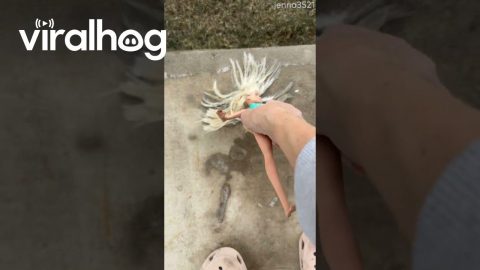The Case of the Headless Doll Has Gone Cold || ViralHog