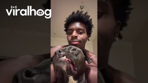 Owner Mimicking Silly Dog Face || ViralHog