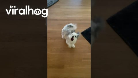 Dog Dances To Goodbye Song || ViralHog