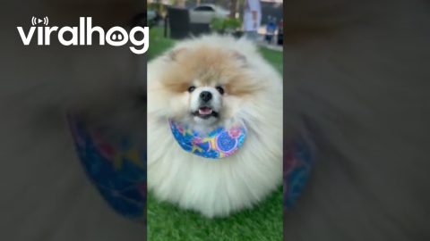 Round and Fluffy Dog || ViralHog