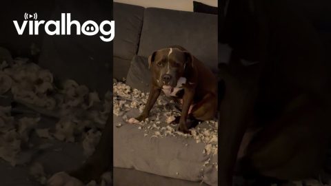Guilty-Looking Dog After Sofa Destruction || ViralHog