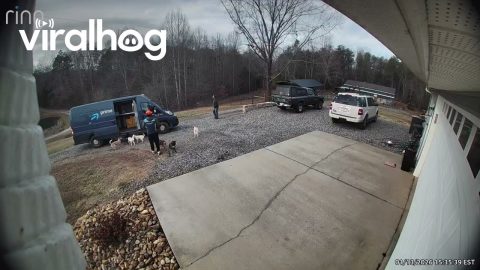 Pack of Cattle Dogs Excited to See Delivery Guy || ViralHog