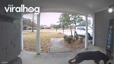 Neighbor's Rottweiler Takes Boot From Porch || ViralHog