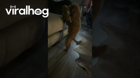 Poodle Moondances Off Couch || ViralHog