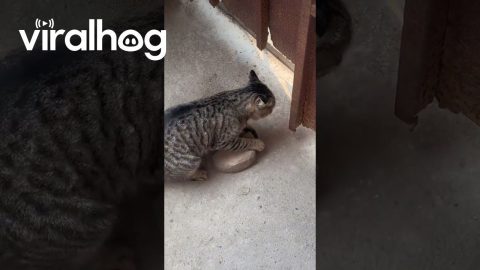 Smart Kitty Moves Rock to Open Gate || ViralHog