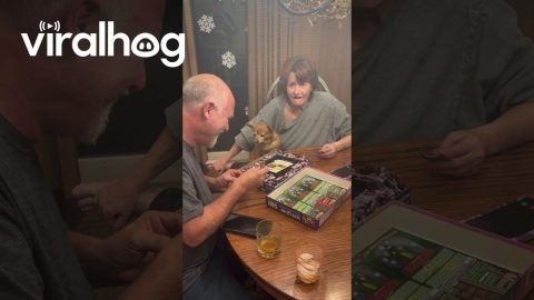 500 Piece Puzzle Individually Wrapped || ViralHog