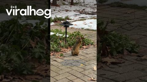 Tipsy the Special Needs Squirrel || ViralHog