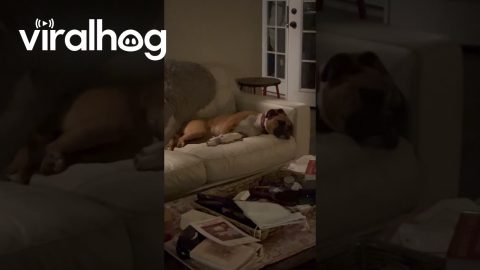 Installed a Doggie Door, Gained an Extra Dog || ViralHog