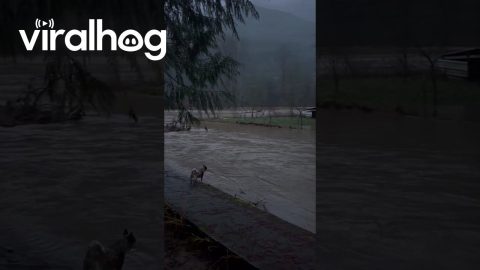 Rural Area Flooded After River Overflows in Morton, Washington || ViralHog