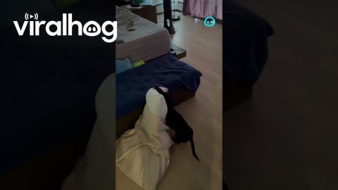Dachshund Carries His Pillow From Room to Room || ViralHog Shorts