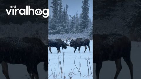 Moose Sparring in a Snowy Field || ViralHog