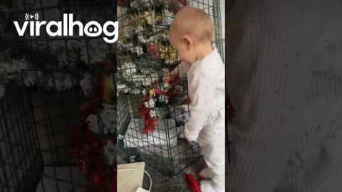 Fence Protects Christmas Tree From Curious Toddler || ViralHog