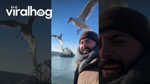 Seagulls Accept Him as One of Their Own || ViralHog