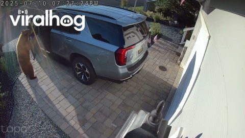Lake Tahoe Bear Lets Herself in Vehicle With Cub || ViralHog