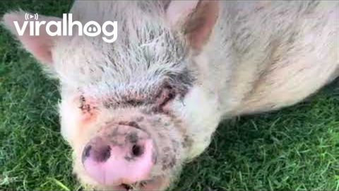 Press Pig For Oinks || ViralHog