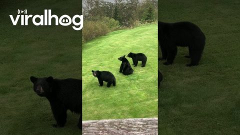 Black Bear Triplets Bumming Around || ViralHog
