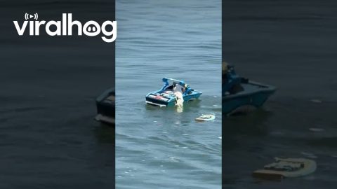 Radical Rodents Tear Up the Lagoon || ViralHog