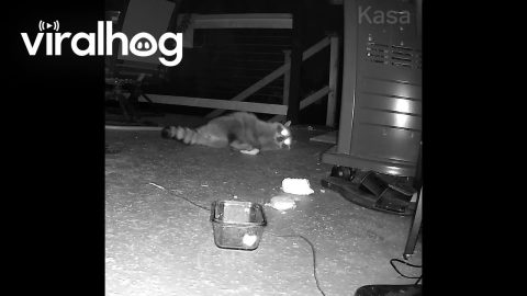 Raccoon Overjoyed with Bread || ViralHog