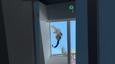 Cats Walk On Kitchen's Glass Ceiling || ViralHog Shorts