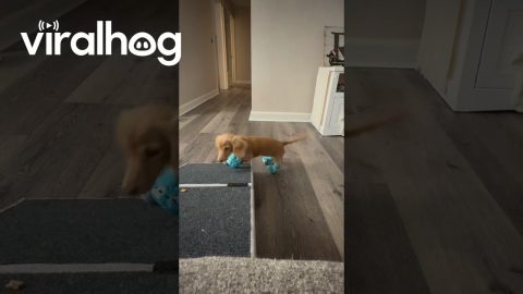 Mini Dachshund’s First Time in Crocs || ViralHog