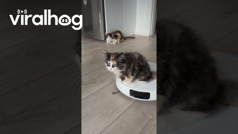 Kitten riding a robot vacuum cleaner || ViralHog