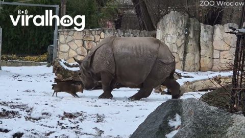 Tiny Deer Charges Unbothered Rhino || ViralHog