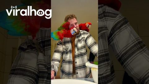 Parrot Brushing a Guy's Teeth || ViralHog
