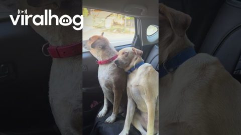 Resting on His Buddy's Shoulder || ViralHog