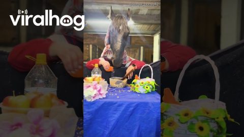 Hungry as a Horse || ViralHog