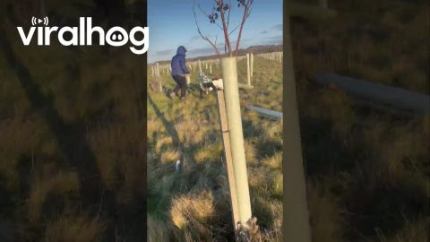 Dog's Head Quickly Removed From Tree Protection Tube || ViralHog