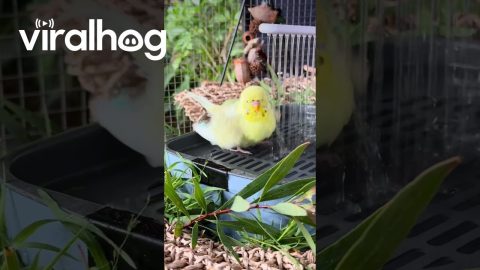 Bath-Time Bliss for Budgie Flock || ViralHog