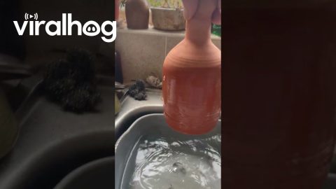 Whistling Thumb Pot Waterer || ViralHog