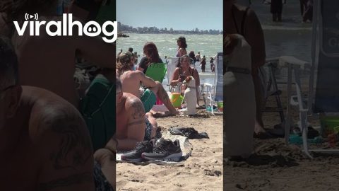 Funny Dog Sits Up at the Beach || ViralHog