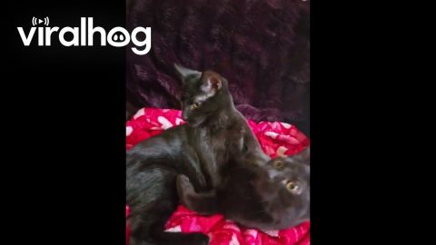Two Affectionate Kitties || ViralHog