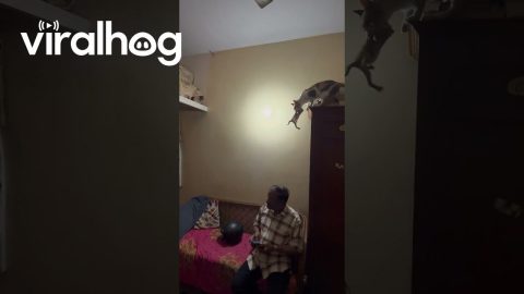 Mama Cat Makes a Big Jump With Her Kitten || ViralHog
