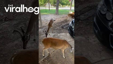 Feeding the Neighborhood Deer || ViralHog