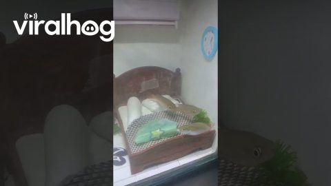 Fish House Aquarium || ViralHog