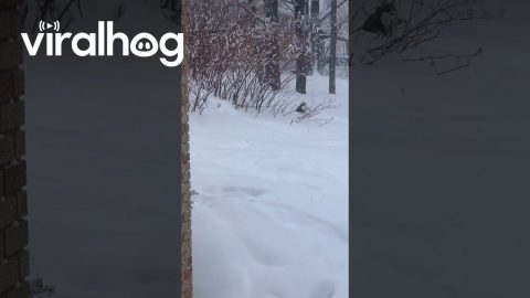 Husky Won't Come in From Snow || ViralHog
