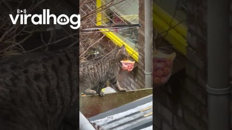 Cat's Successful Sausage Heist || ViralHog