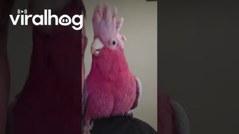 Beatboxing Bailey the Cockatoo || ViralHog