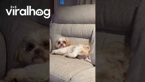Sassy Shih Tzu Demands Attention With Hilarious Back-Leg Buckeroo || ViralHog