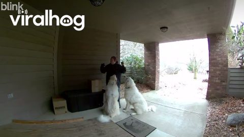 The Mail Lady Knows How to Handle Our Dogs || ViralHog