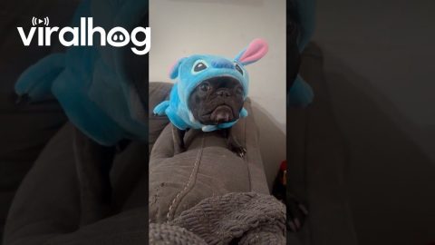 Talking Frenchie in a Stitch Costume || ViralHog