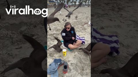 Birds Show Her Who’s Boss || ViralHog