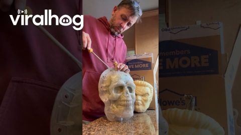 Hubbard Squash Grown in a Skull Mold || ViralHog