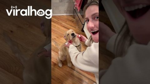 Golden Retriever's Spa Day Face Massage || ViralHog