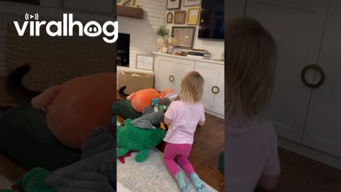 Daughter Buries Dog In Stuffies || ViralHog