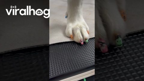 Groomed Dog Gets Halloween Nails || ViralHog