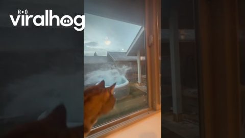 Rooftop Cannonball Startles Window Cat || ViralHog
